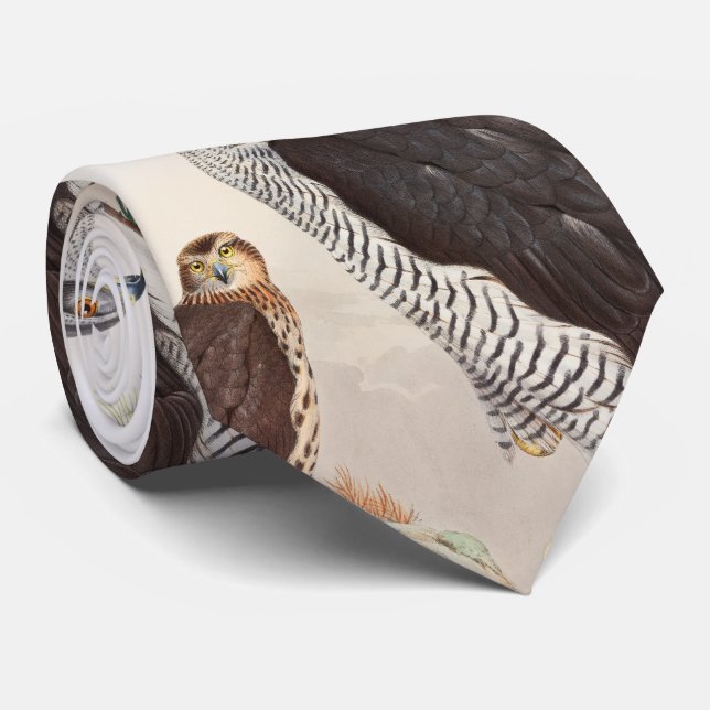 GoshawkJohn Gould fåglar av det Storbritannien Slips (Rullad)