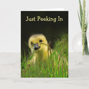 Gosling Baby Bird Encouragement Kort