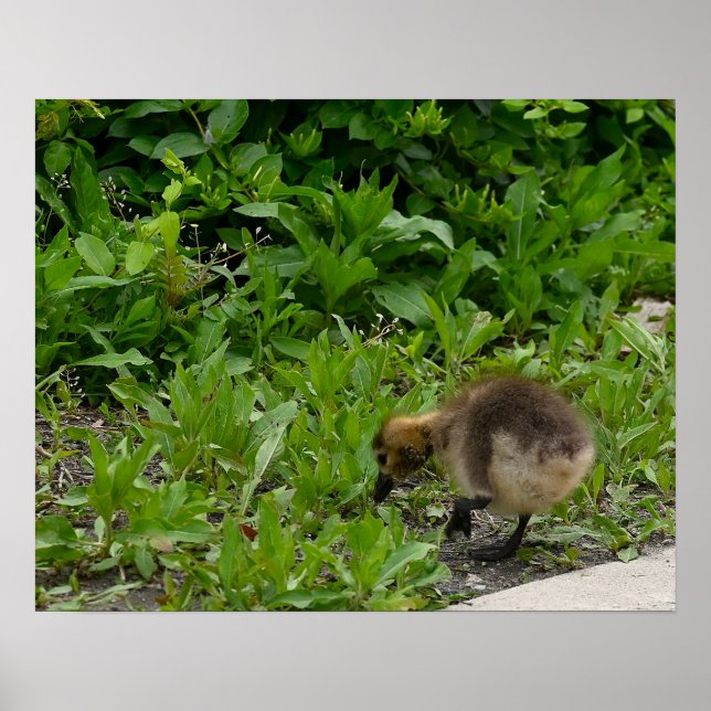 Gosling Fototavla Poster (Framsidan)