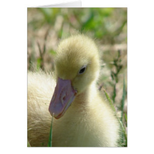 Gosling Hälsningskort