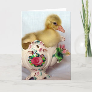 Gosling Kort