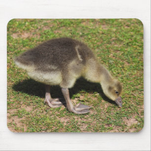 Gosling Musmatta