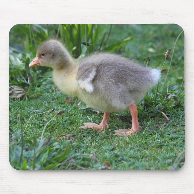 Gosling Musmatta (Framsidan)