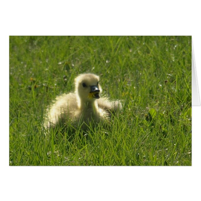 Gosling OBS Kort (Framsidan Horizontal)