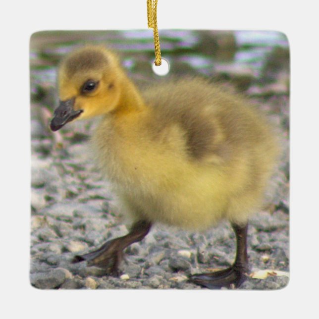 Gosling Photo Ornament (Framsida)