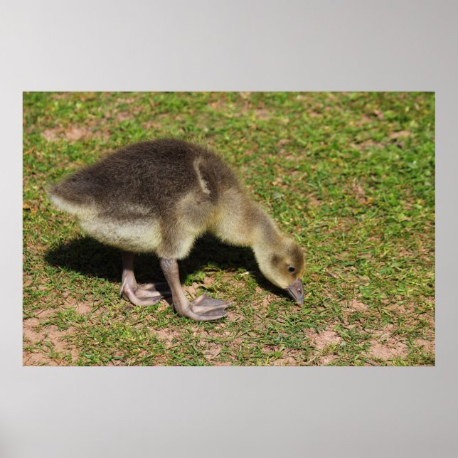 Gosling Poster (Framsidan)