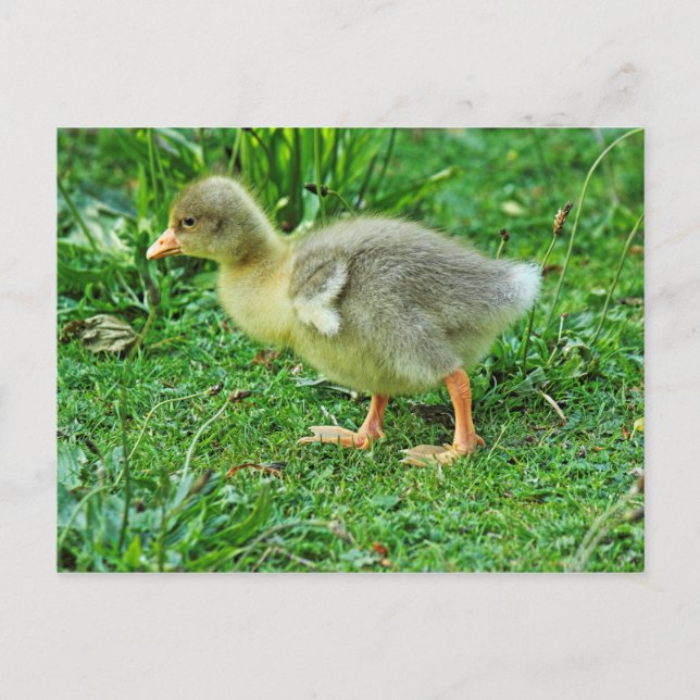 Gosling. Roath Park Sjö, Cardiff, Wales. Vykort (Framsida)