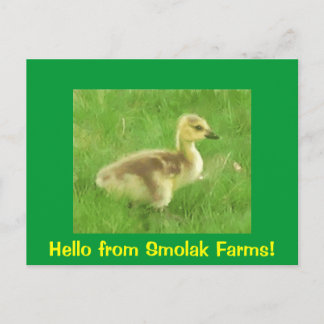 Gosling-vykort Vykort