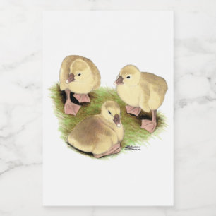 Goslings: Buff African Mat Etikett