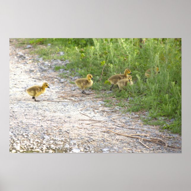 Goslings Photo Poster (Framsidan)