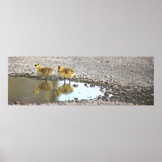 Goslings Photo Poster (Framsidan)