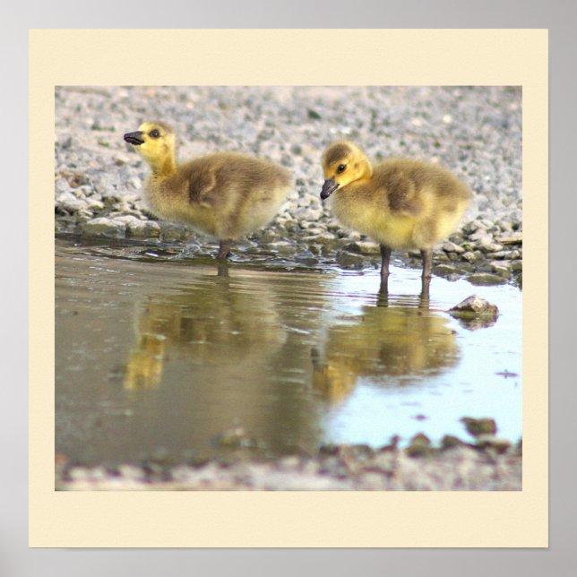 Goslings Photo Poster (Framsidan)