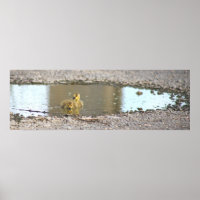 Goslings Photo Poster