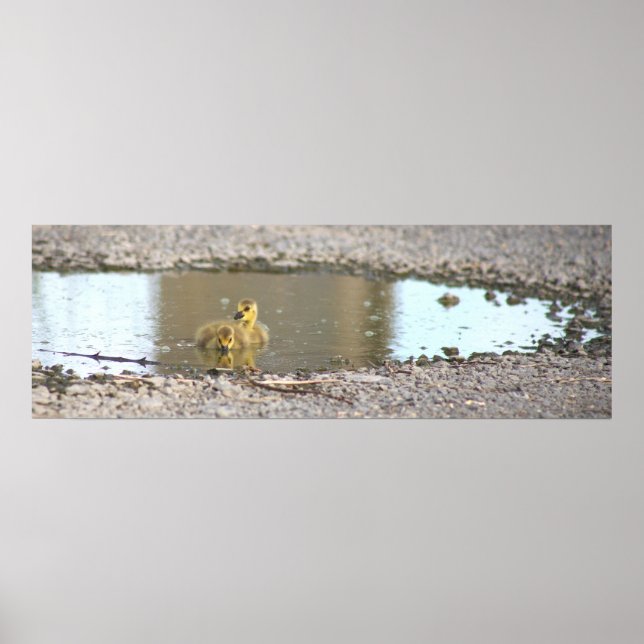 Goslings Photo Poster (Framsidan)