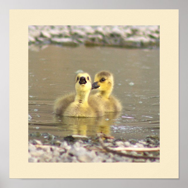 Goslings Photo Poster (Framsidan)