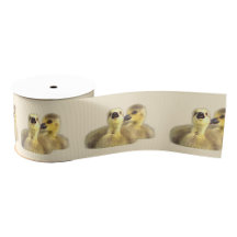 Goslings Photo Ribbon