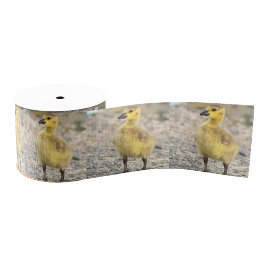 Goslings Photo Ribbon