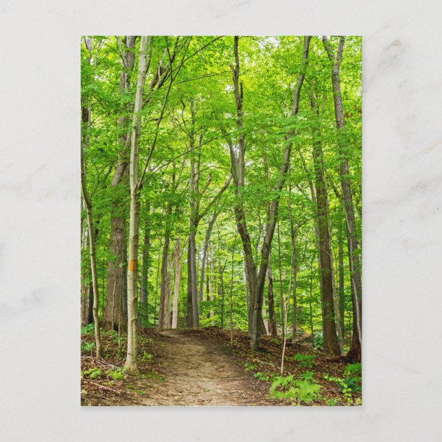 Gosnell Big Skogen Webster, NY Vykort (Framsida)