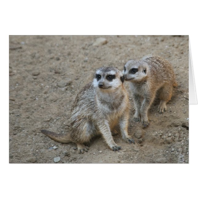 Gossip-kort Hälsningskort (Framsidan Horizontal)