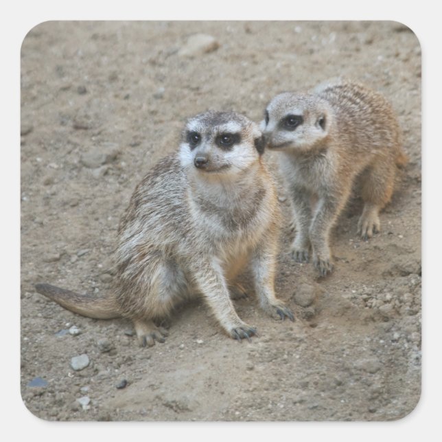 Gossip Sticker Fyrkantigt Klistermärke (Framsida)