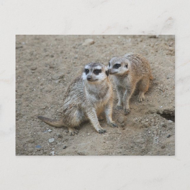 Gossip-vykort Vykort (Framsida)