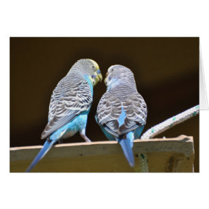 Gossiping Budgies Hälsningskort