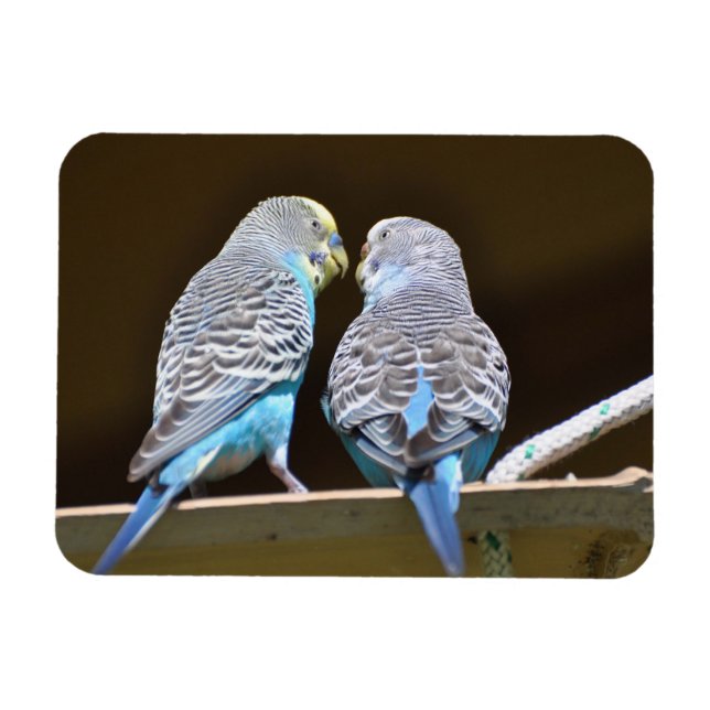 Gossiping Budgies Magnet (Horisontell)