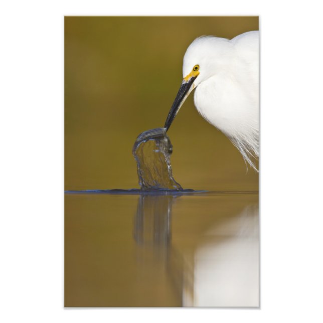 Gotcha Fototryck (Framsidan)