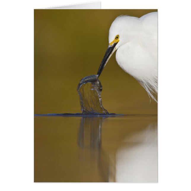 Gotcha! Hälsningskort (Framsidan)