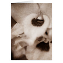 Gotham orchid - kort