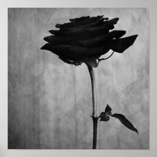 Gothic Black Ro Poster
