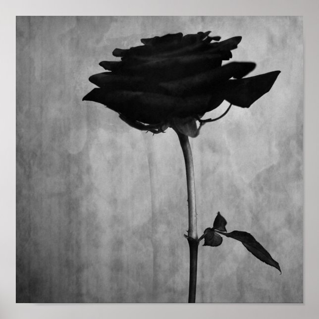 Gothic Black Ro Poster (Framsidan)