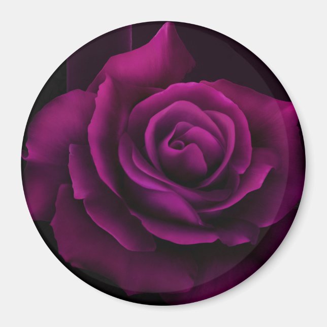 Gothic Lila-Röd ros Flower Magnet (Framsidan)