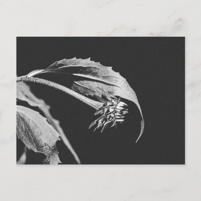 Gothic Wilting Flower Photo Reprint Vykort (Framsida)
