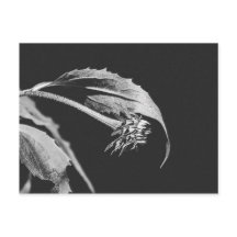 Gotiskt vissnande blomma Fotoåtertryck
