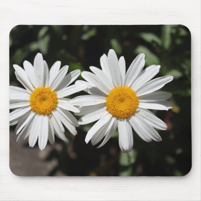 Gott rena vita daisy blommor. musmatta (Framsidan)