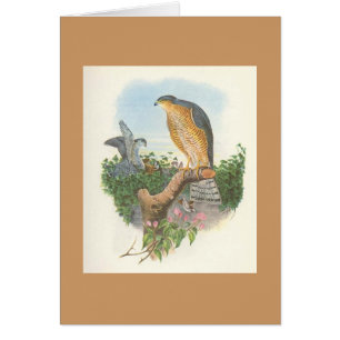 Gould - Accipiternisus Sparrowhawk Hälsningskort