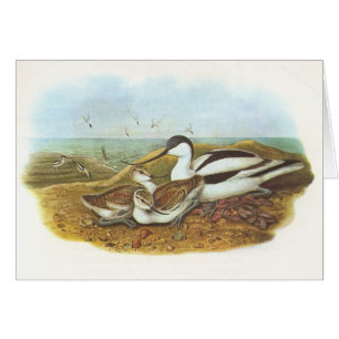 Gould - Avocet - Recurvirostraavosetta Hälsningskort
