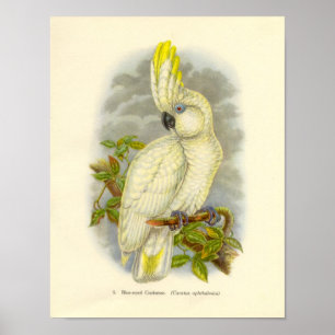 Gould - Blå-Eyed Cockatoo Portfolio Poster