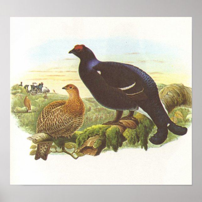 Gould - Black Grouse - Lyrurus tetrix Poster (Framsidan)