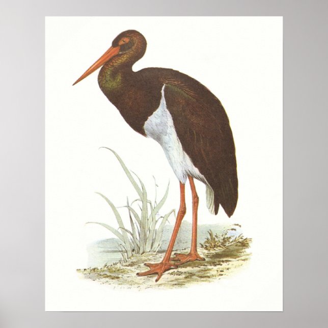 Gould - Black Stork - Cliconia nigra Poster (Framsidan)