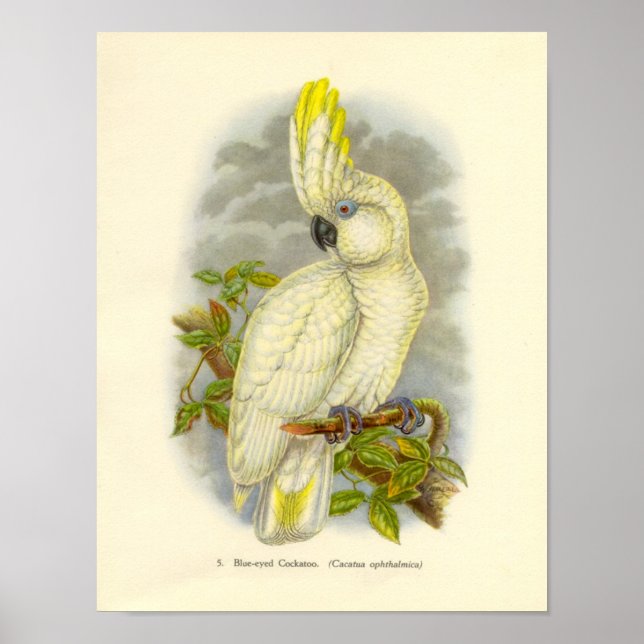 Gould - Blue Eyed Cockatoo Portfolio Poster (Framsidan)