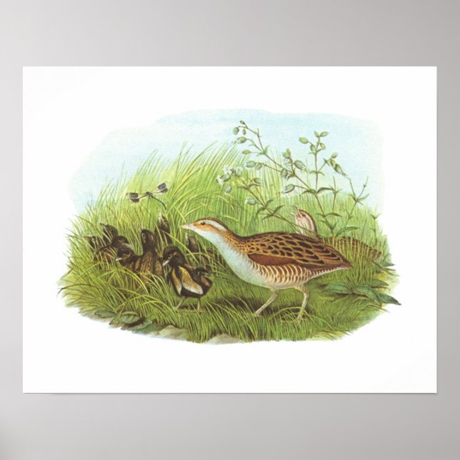 Gould - Corncrake - Crex crex Poster (Framsidan)