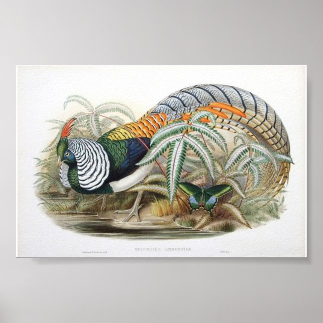Gould - Dam Amhersts pheasant Portfolio Poster (Framsidan)