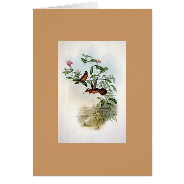 Gould - Dohrns enslingHummingbird Hälsningskort (Framsidan)
