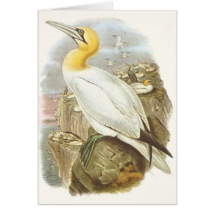 Gould - Gannet - Sulabassana Hälsningskort