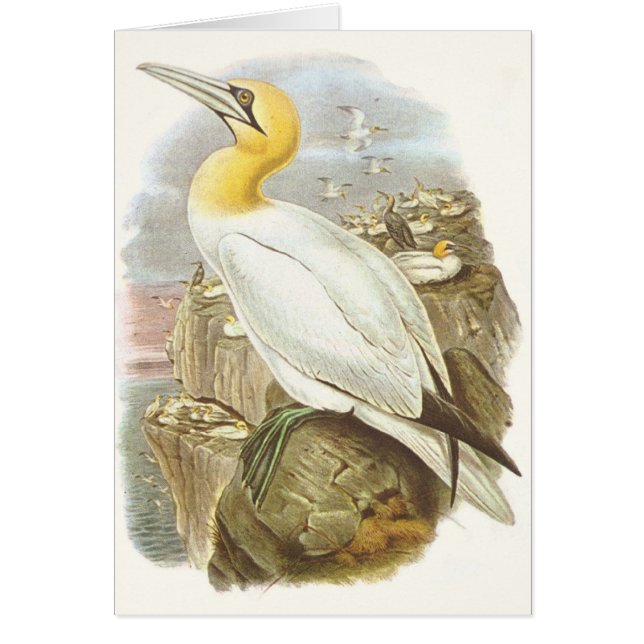 Gould - Gannet - Sulabassana Hälsningskort (Framsidan)