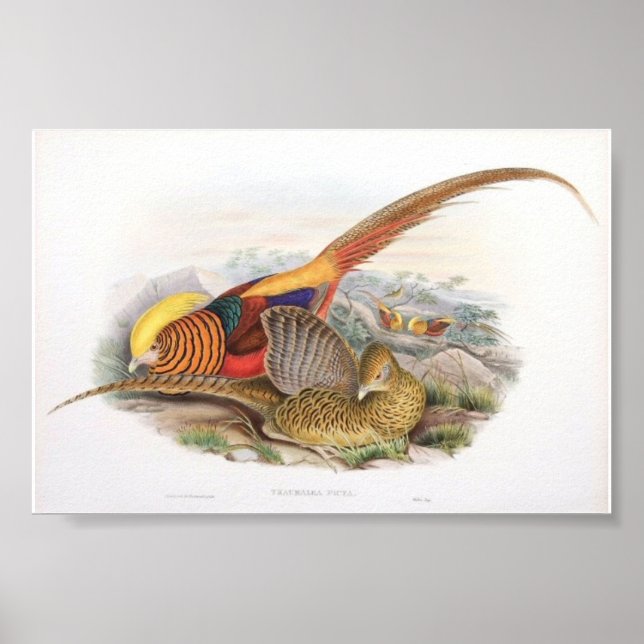 Gould - Golden Pheasant Portfolio Poster (Framsidan)