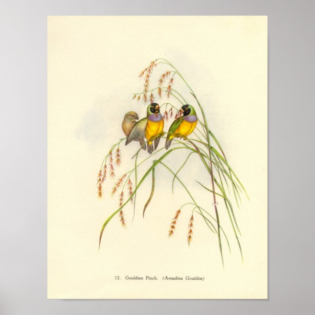Gould Gouldian Finch Portfolio Poster (Framsidan)
