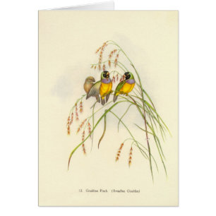 Gould - Gouldian Finchkort Hälsningskort